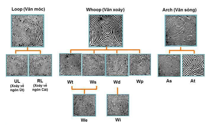 Khóa học sinh trắc vân tay
