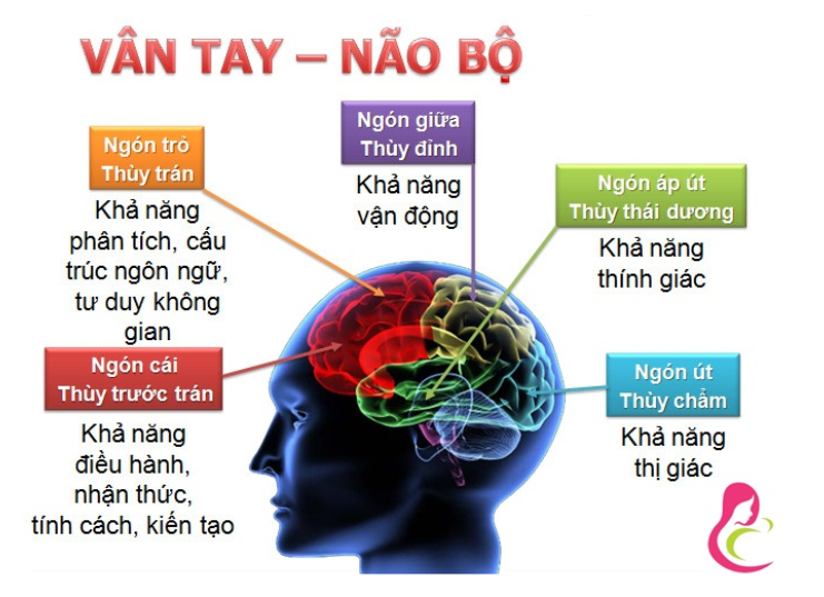 Khóa học sinh trắc vân tay