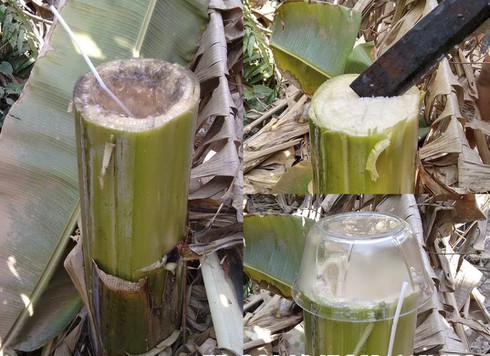 chữa bệnh tiểu đường bằng cây chuối hột