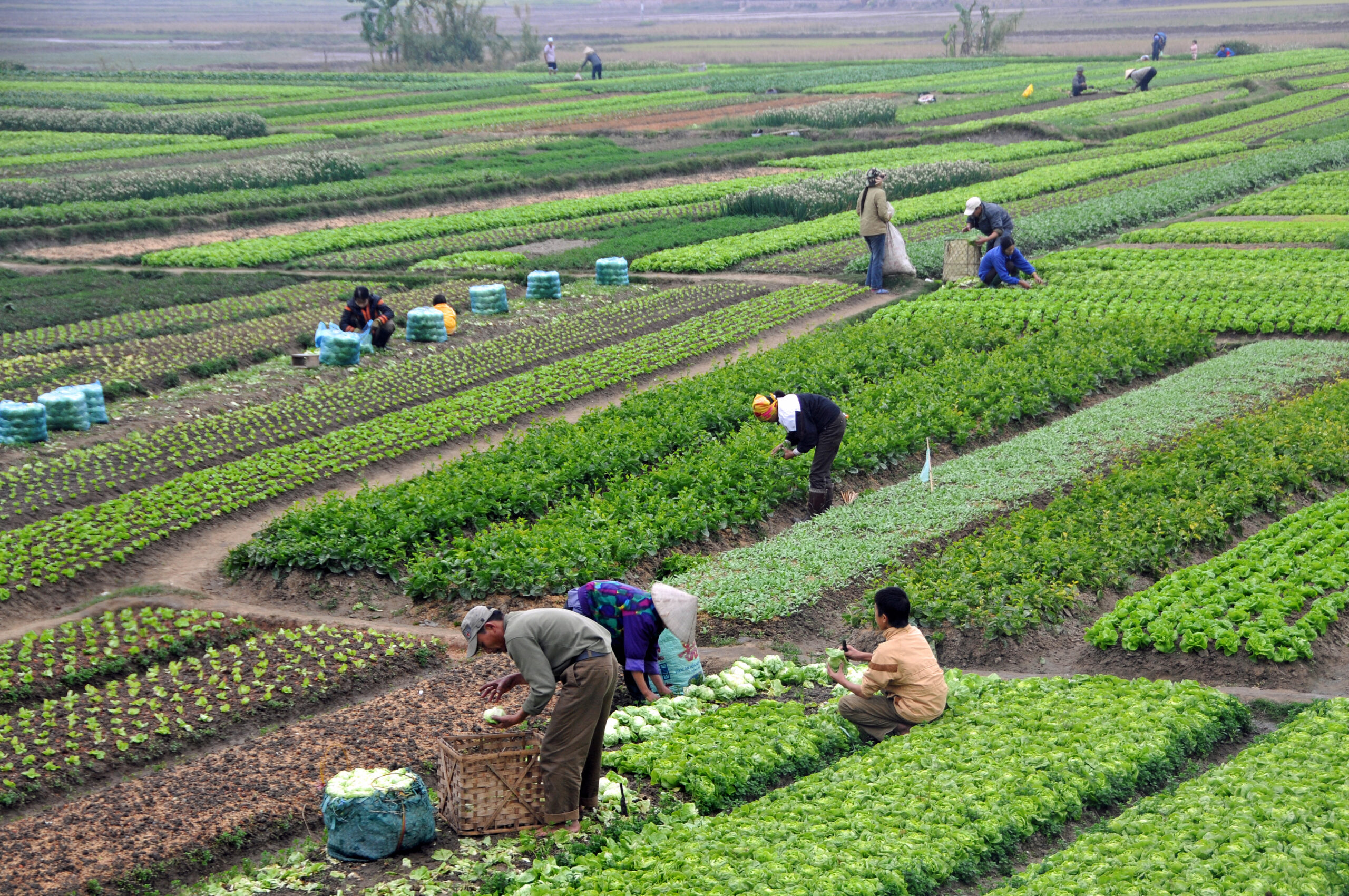 Đâu không phải là vai trò của trồng trọt